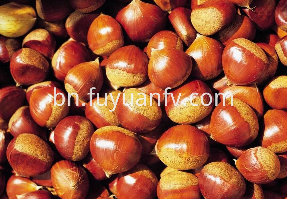 Fresh Chestnut 11